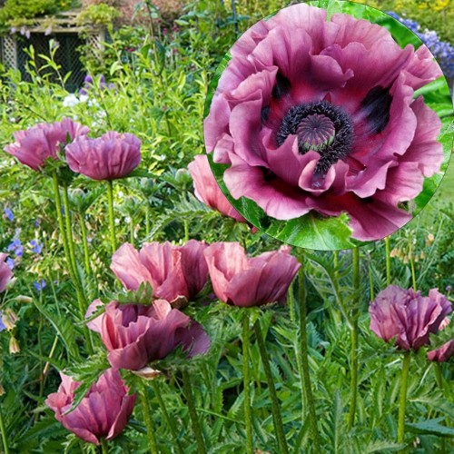 Papaver orientale 'Patty's Plum' - Idamagun 'Patty's Plum' P9/0,55L